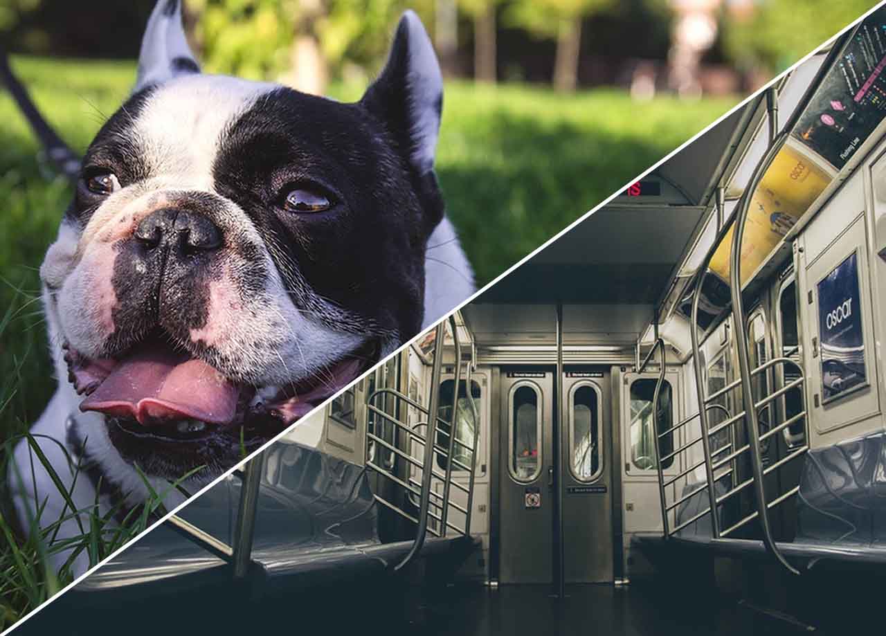 Parking and pet friendly apartments