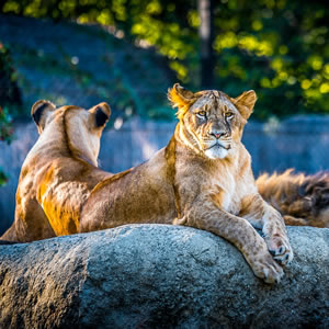 Zoo